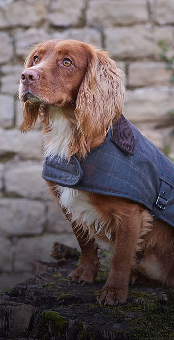 Barbour Pet Outfits on a dog